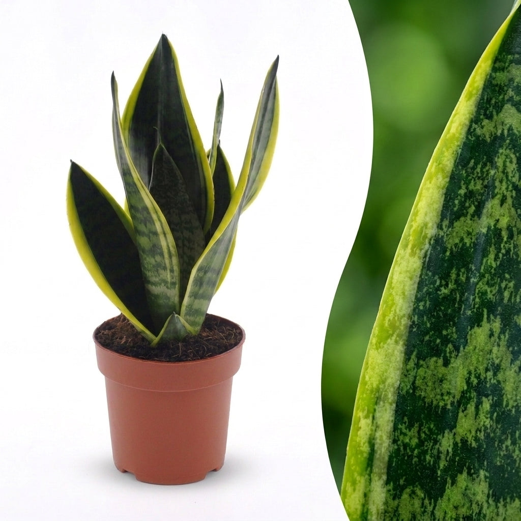 Bogenhanf 'Future Superb' – Topf Ø12cm