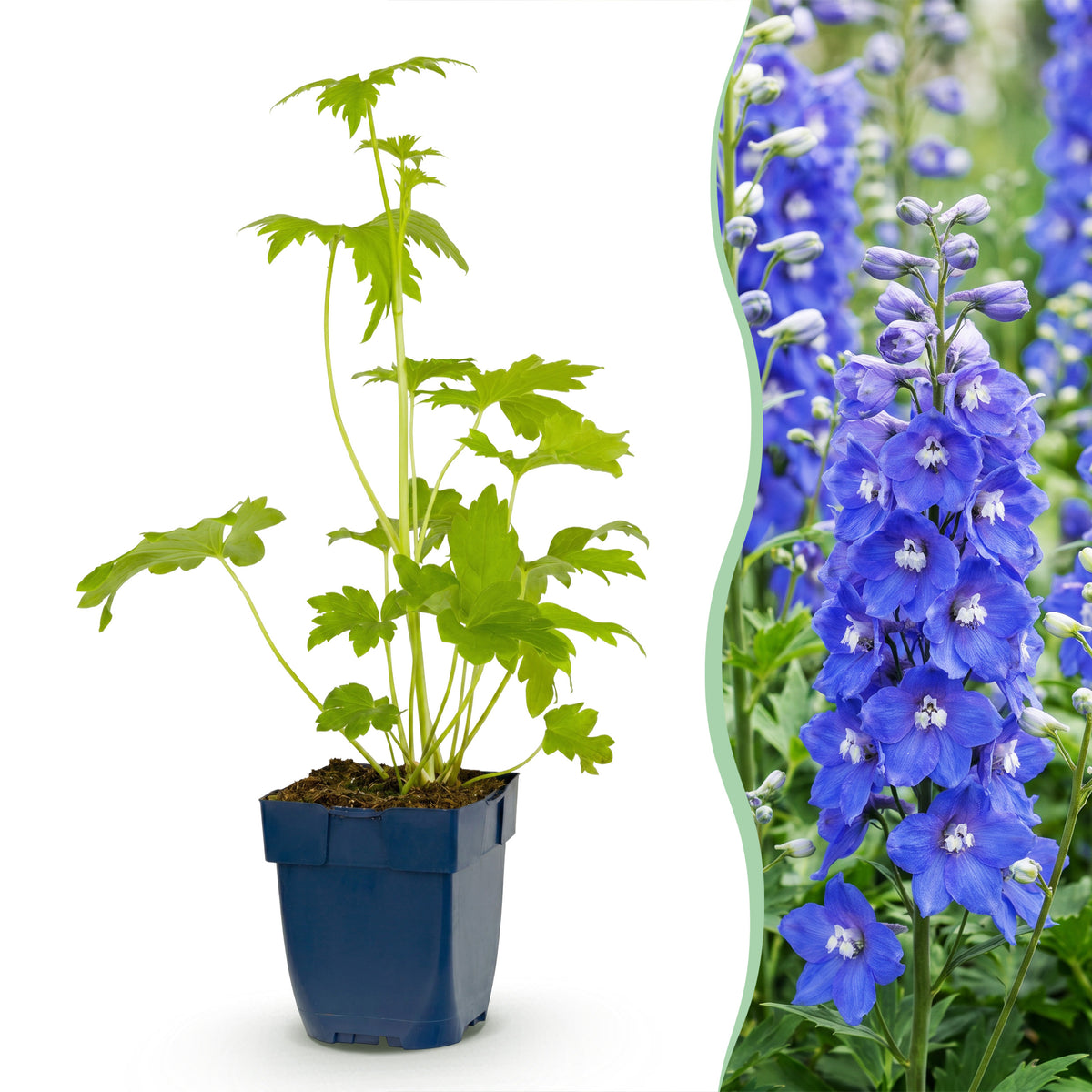Rittersporn 'Blue Bird' – Delphinium – Blau – Topf Ø11cm