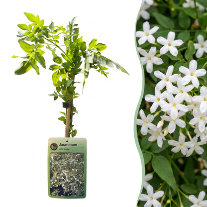 Echter Jasmin – Jasminum officinale – Weiß – Ø9cm