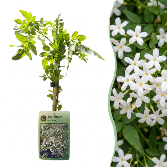 Echter Jasmin – Jasminum officinale – Weiß – Ø9cm