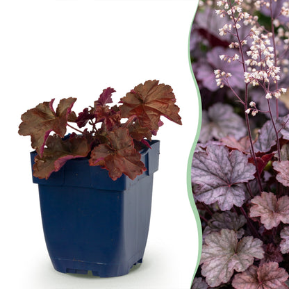 Purpurglöckchen 'Palace Purple' – Lila – Topf Ø11cm