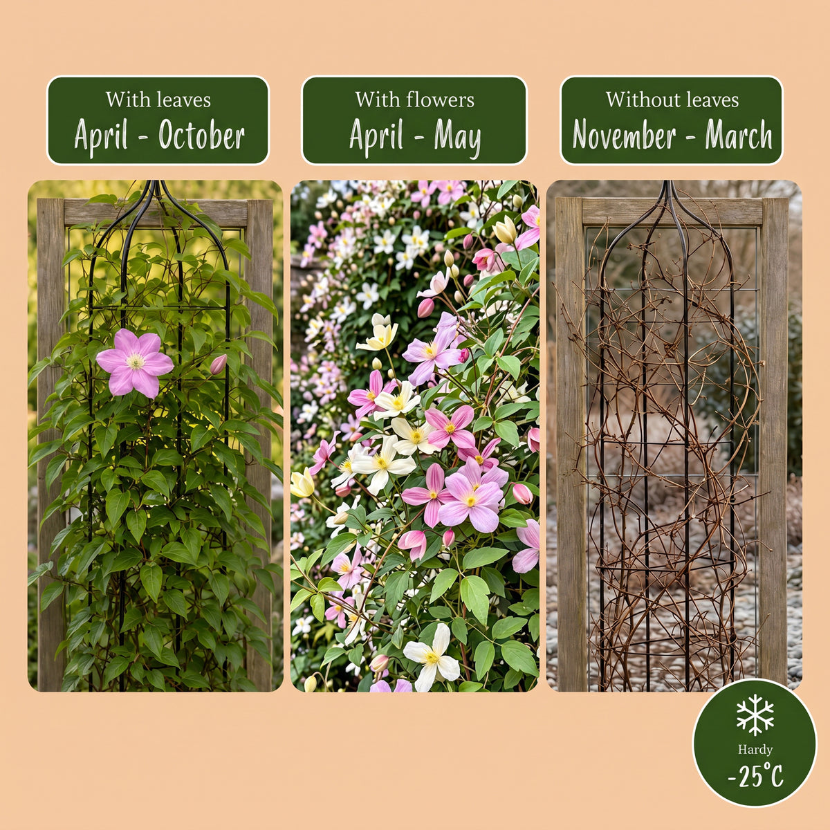 Bergwaldrebe 'Tricolour' – Weiß-Rosa-Hellrosa – Topf Ø9cm – Ansicht 6
