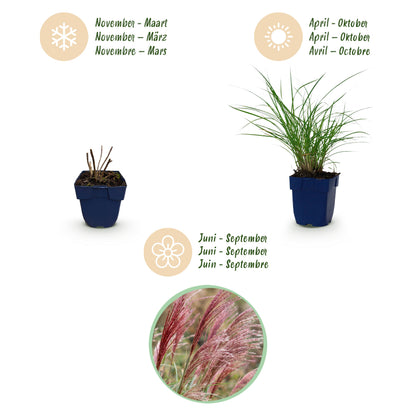 Chinaschilf 'Red Chief' – Miscanthus sinensis – Topf Ø11cm – Ansicht 3
