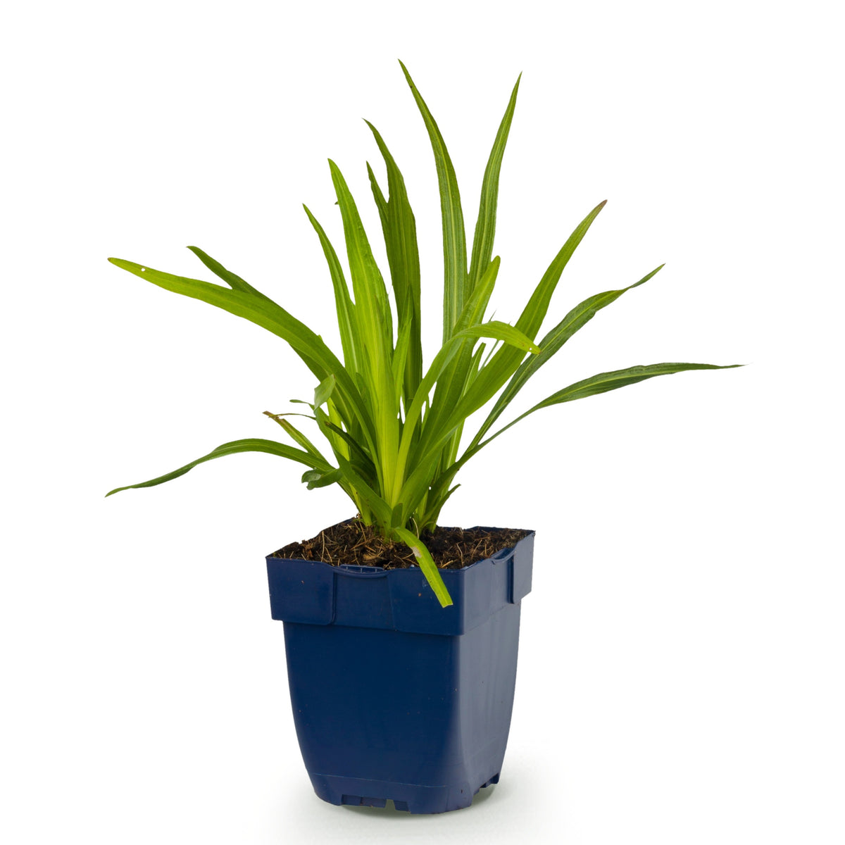 Liatris spicata 'Alba' – Weiß – Topf Ø11cm – Ansicht 2