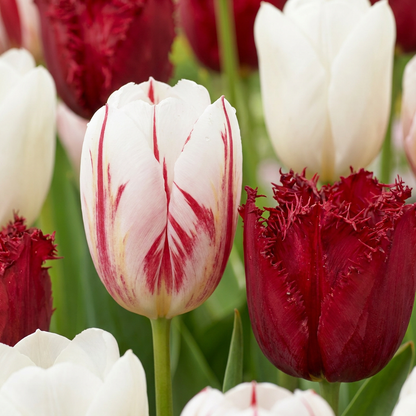 Tulpe 'Dutch Design' – Rosa-Weiß