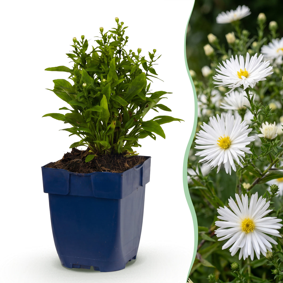 Kissen-Aster 'Schneekissen' – Weiß – Topf Ø11cm