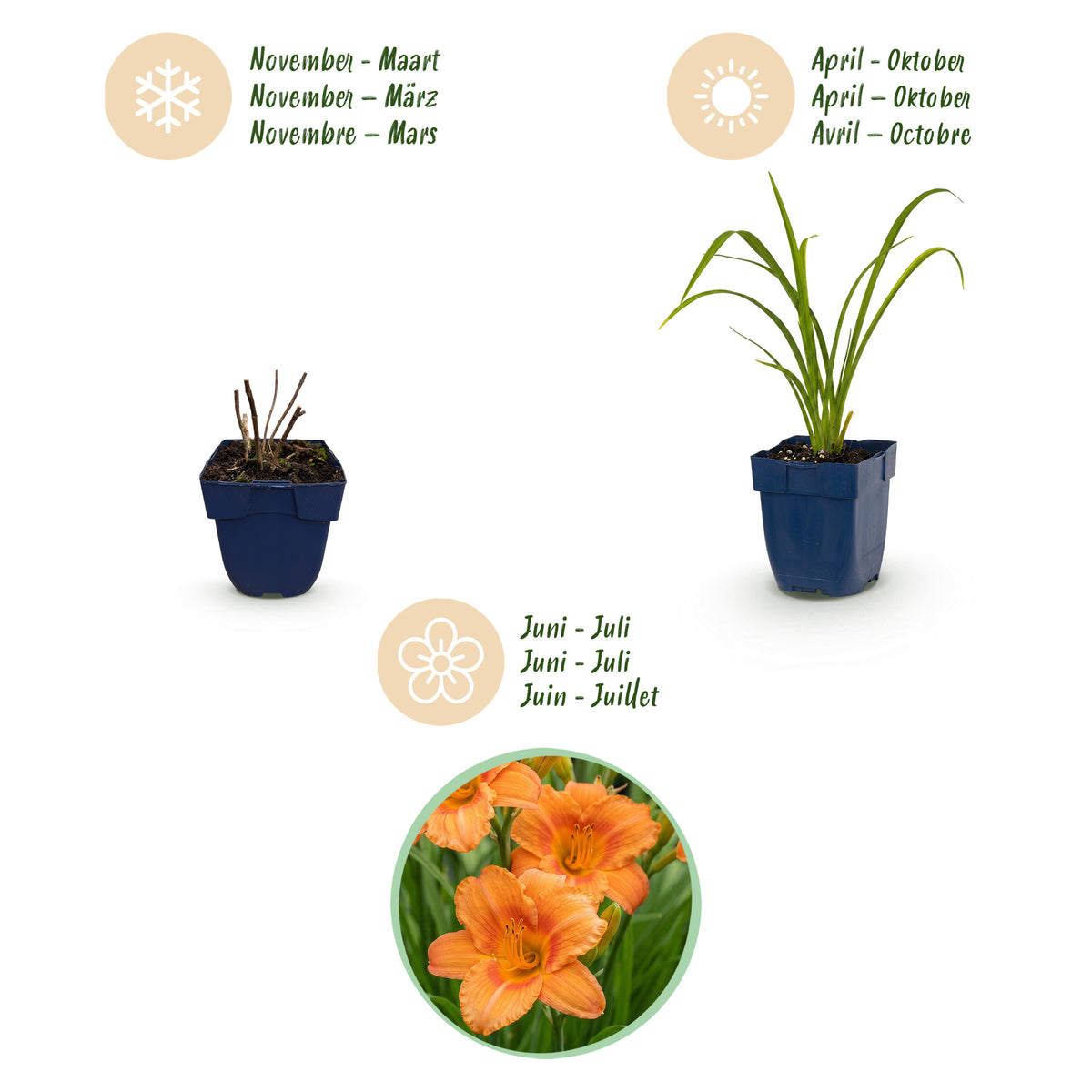 Taglilie 'Hemerocallis Mauna Loa' – Orange – Topf Ø11cm – Ansicht 4