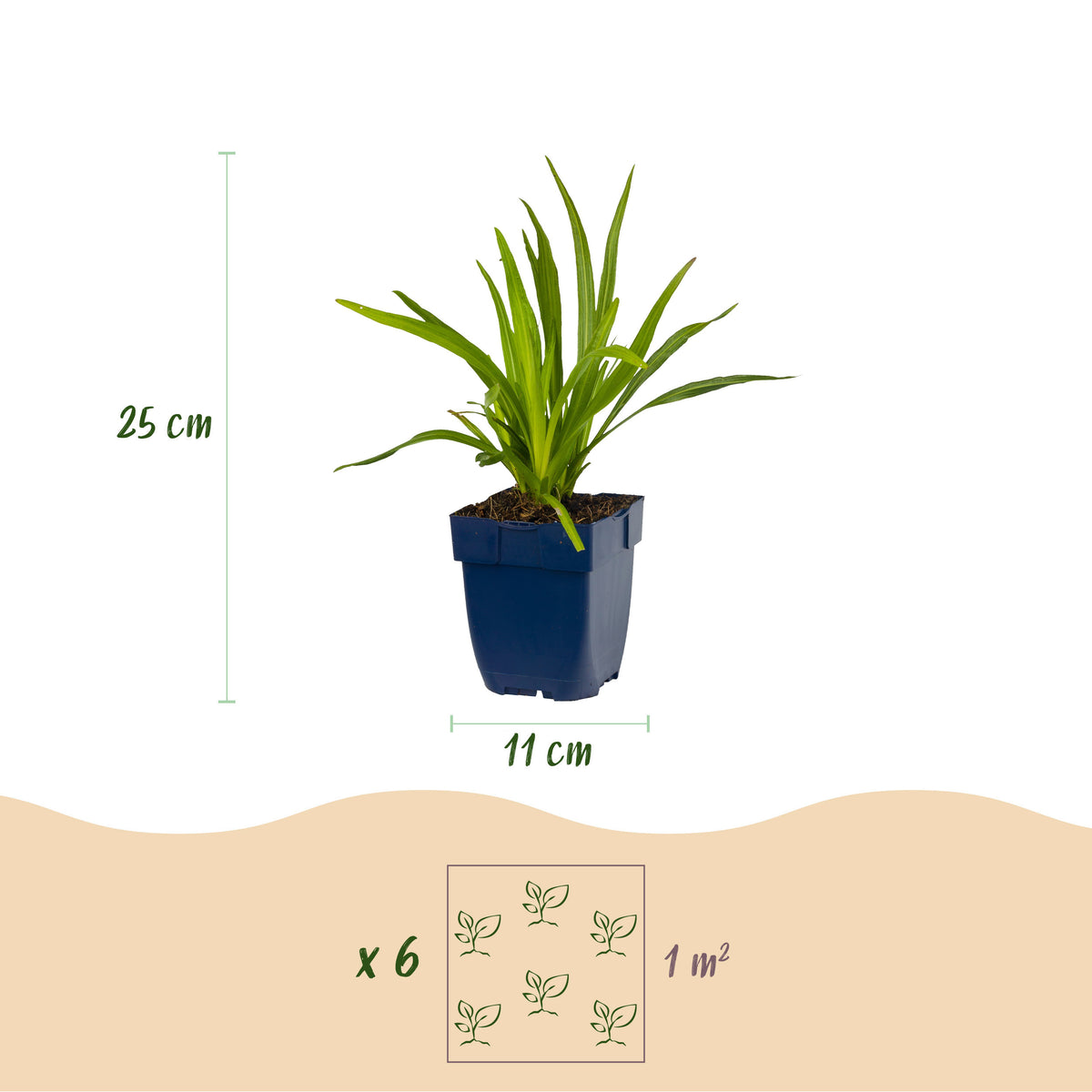 Liatris spicata – Lila – Topf Ø11cm – Ansicht 3