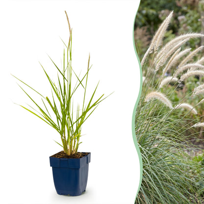 Lampenputzergras 'Fairy Tales' – Pennisetum orientale – Topf Ø11cm
