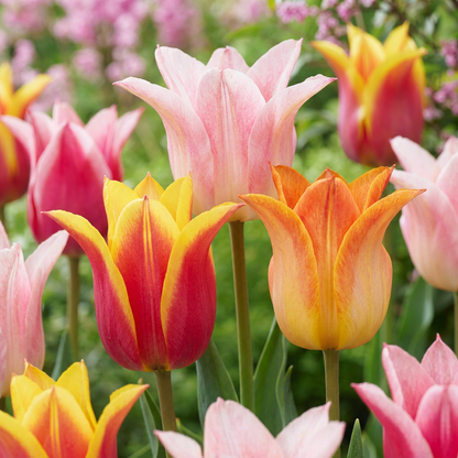 Tulpe 'Ballade Mix'