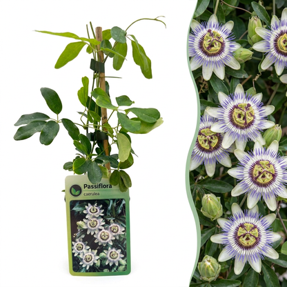 Blaue Passionsblume 'Passiflora caerulea' – Weiß-Lila – Topf Ø9cm