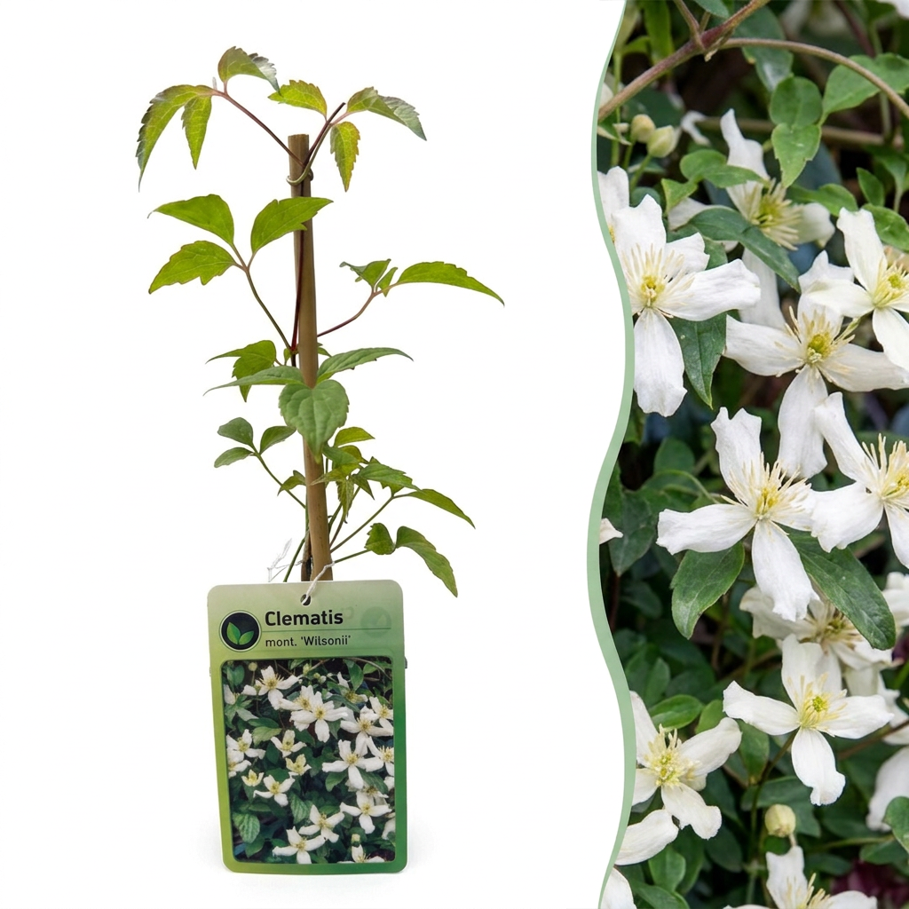 Bergwaldrebe 'Wilsonii' – Clematis montana – Weiß – Topf Ø9cm
