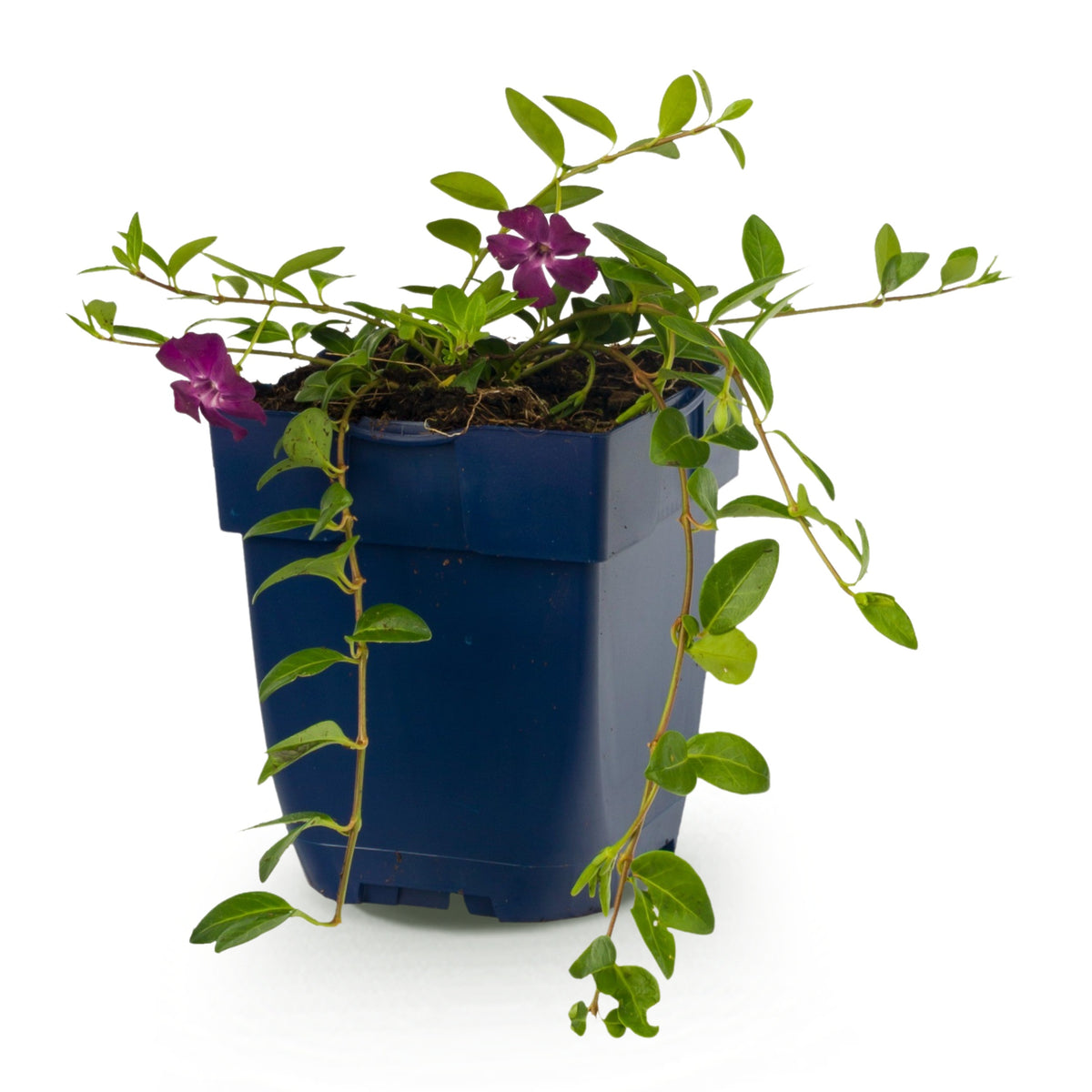 Immergrün 'Atropurpurea' – Vinca minor – Lila – Topf Ø11cm – Ansicht 2