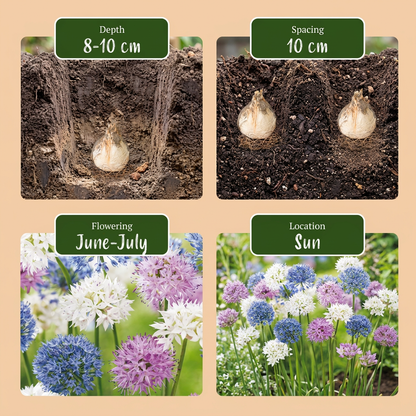 Zierlauch-Mix 'Buzzing Beauties' – Ansicht 4