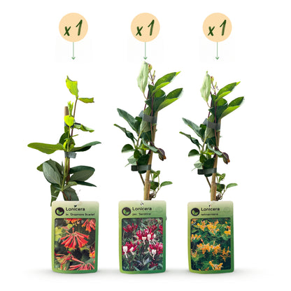 Geißblatt-Trio 'Tricolour' – 3 Lonicera-Sorten – Topf Ø9cm – Ansicht 2