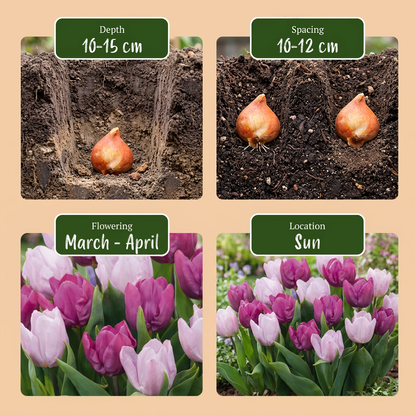 Tulpe 'Prince Mix' – Ansicht 4
