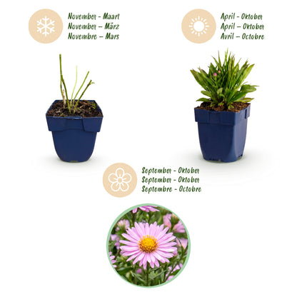 Aster 'Wood’s Pink' – Rosa – Topf Ø11cm – Ansicht 4