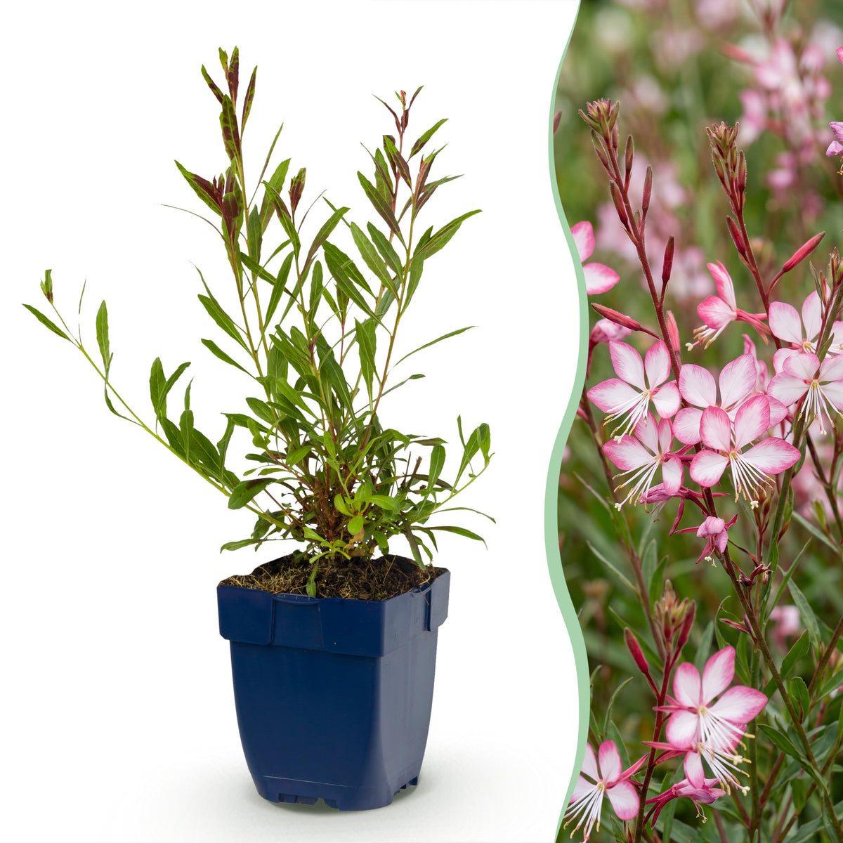 Prachtkerze 'Rosyjane' – Gaura lindheimeri – Rosa – Topf Ø11cm