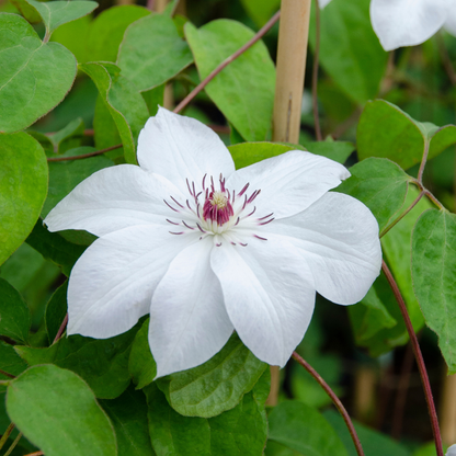 Clematis 'Miss Bateman' – Weiß – P9 Topf – Ansicht 4