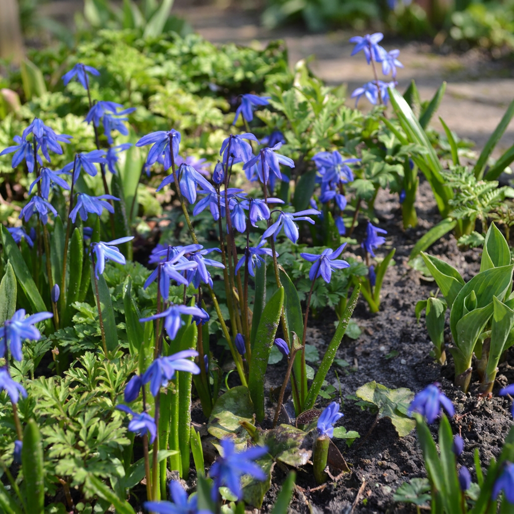 Blausternchen 'Siberica' – Blau – Ansicht 2