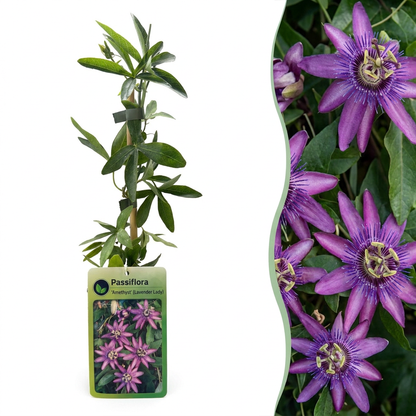 Passionsblume 'Lavender Lady' – Lila – Topf Ø9cm