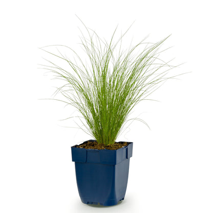 Federgras 'Ponytails' – Stipa tenuissima – Topf Ø11cm – Ansicht 2