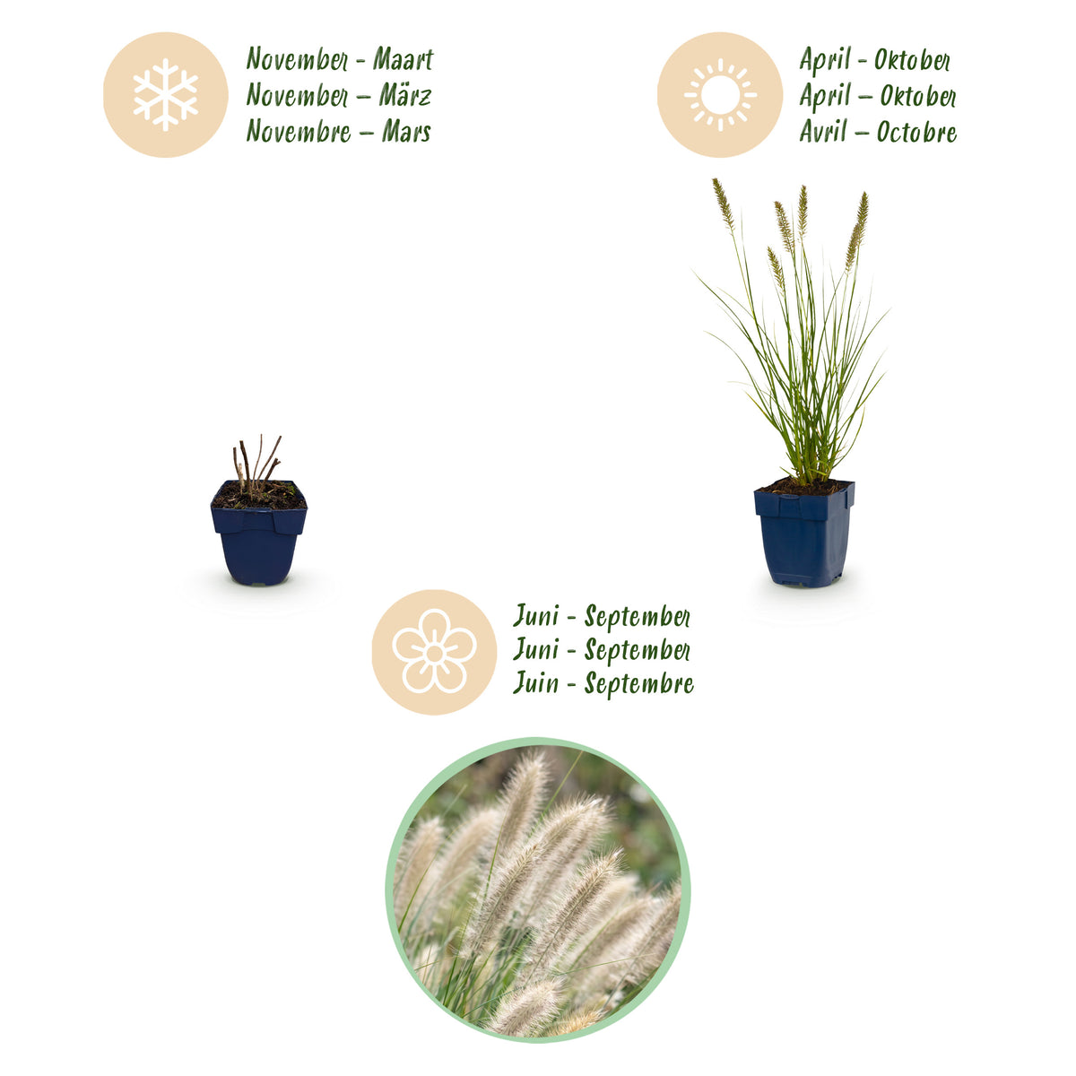 Lampenputzergras 'Hameln' – Pennisetum alopecuroides – Topf Ø11cm – Ansicht 3