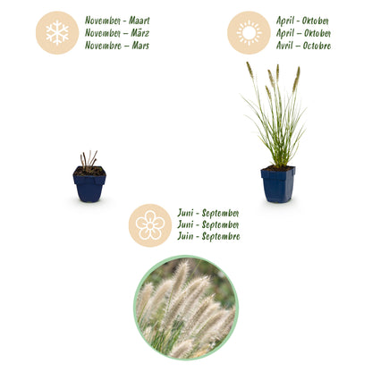 Lampenputzergras 'Hameln' – Pennisetum alopecuroides – Topf Ø11cm – Ansicht 3