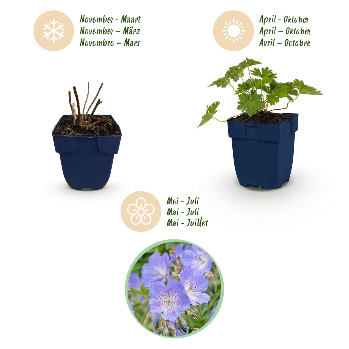 Storchschnabel 'Rozanne' – Blau – Topf Ø11cm – Ansicht 4