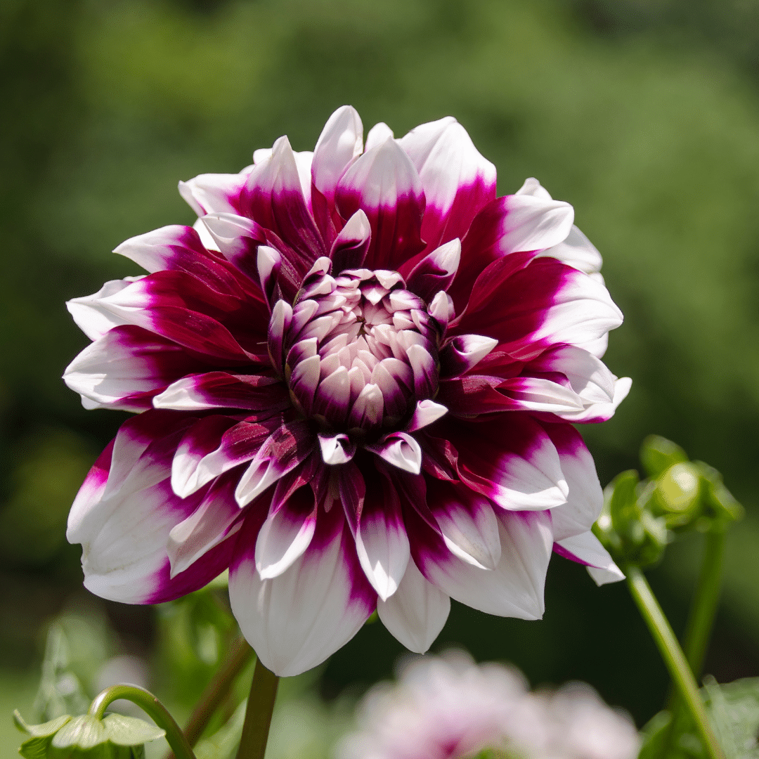 Dahlien-Knolle 'Mystery Day' – Großblumig