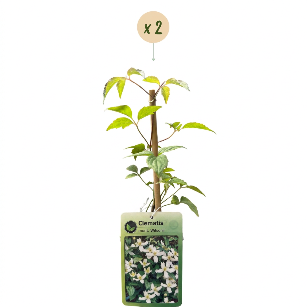 Bergwaldrebe 'Wilsonii' – Weiß – Topf Ø9cm – Ansicht 2
