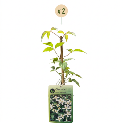 Bergwaldrebe 'Wilsonii' – Weiß – Topf Ø9cm – Ansicht 2