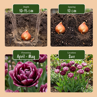 Tulpe 'Sweet Desire' – Farbmix – Ansicht 4
