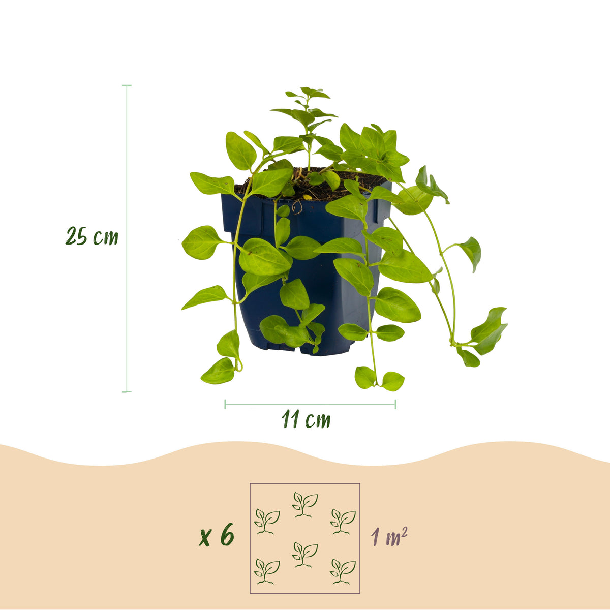 Immergrün 'Vinca major' – Blau – Topf Ø11cm – Ansicht 3