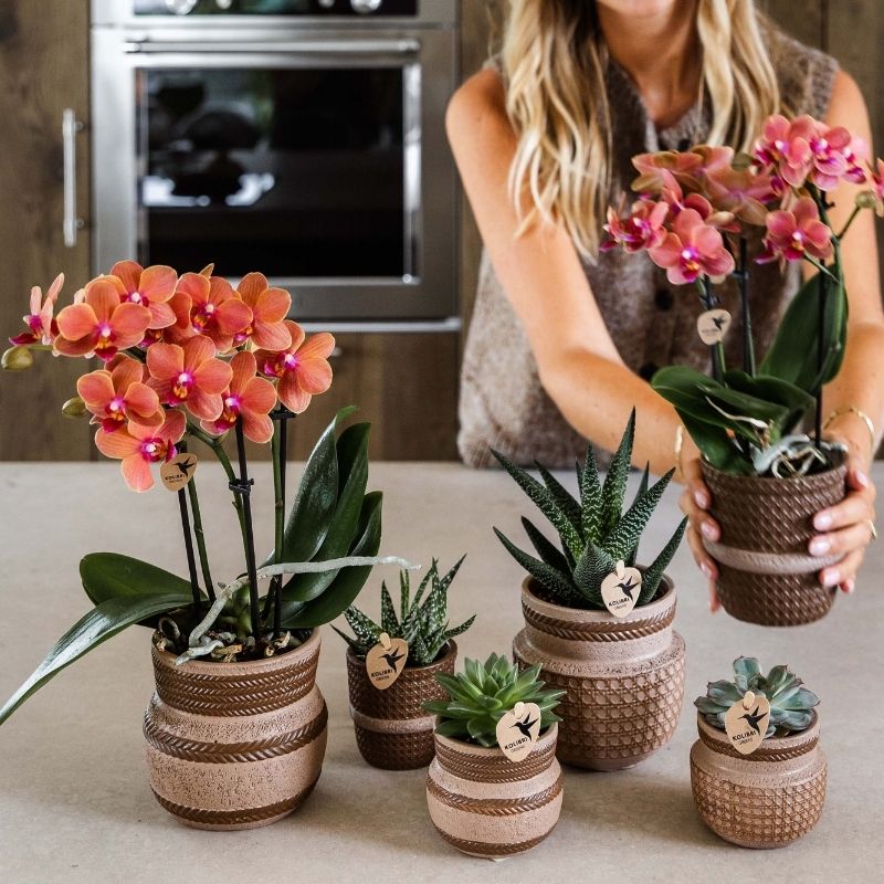 Sukkulente Echeveria Miranda – Ø6cm – Ansicht 9