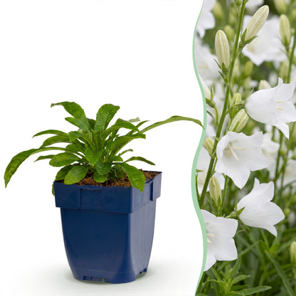 Pfirsichblattglockenblume 'Alba' – Weiß – Topf Ø11cm – Ansicht 2