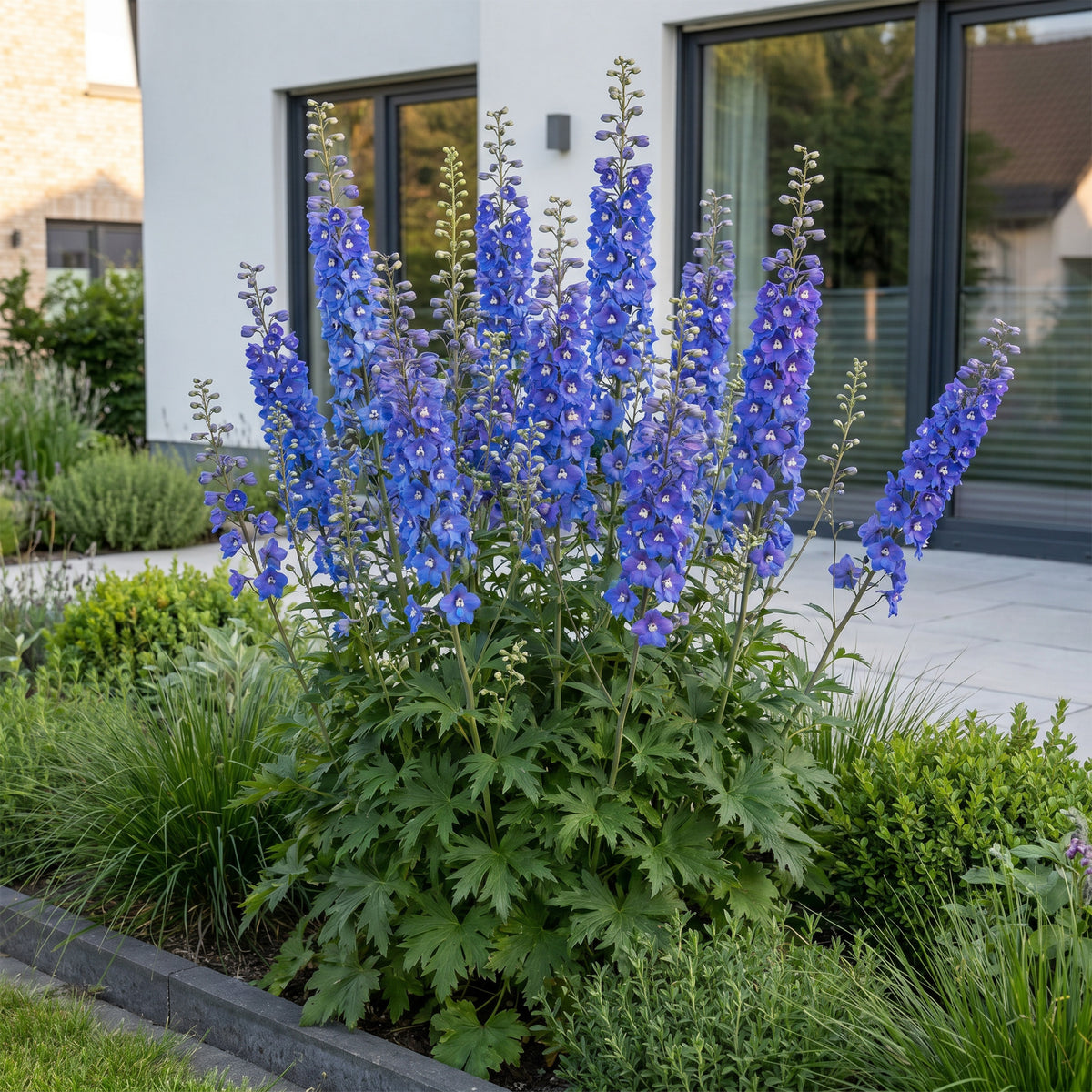 Rittersporn 'Blue Bird' – Delphinium – Blau – Topf Ø11cm – Ansicht 6