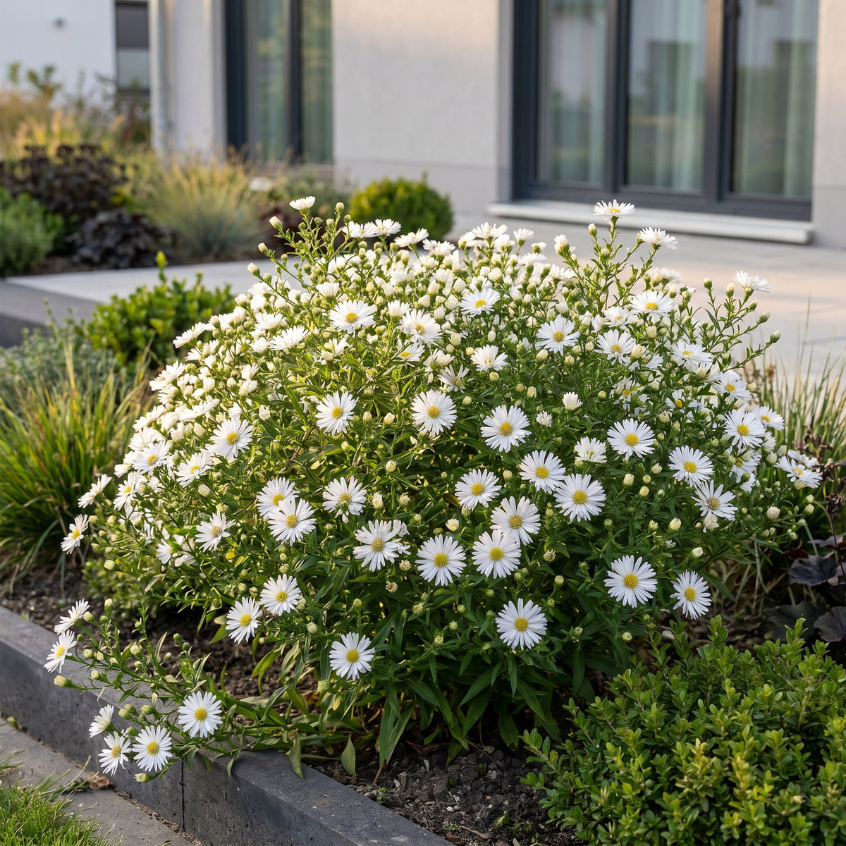 Kissen-Aster 'Schneekissen' – Weiß – Topf Ø11cm – Ansicht 6