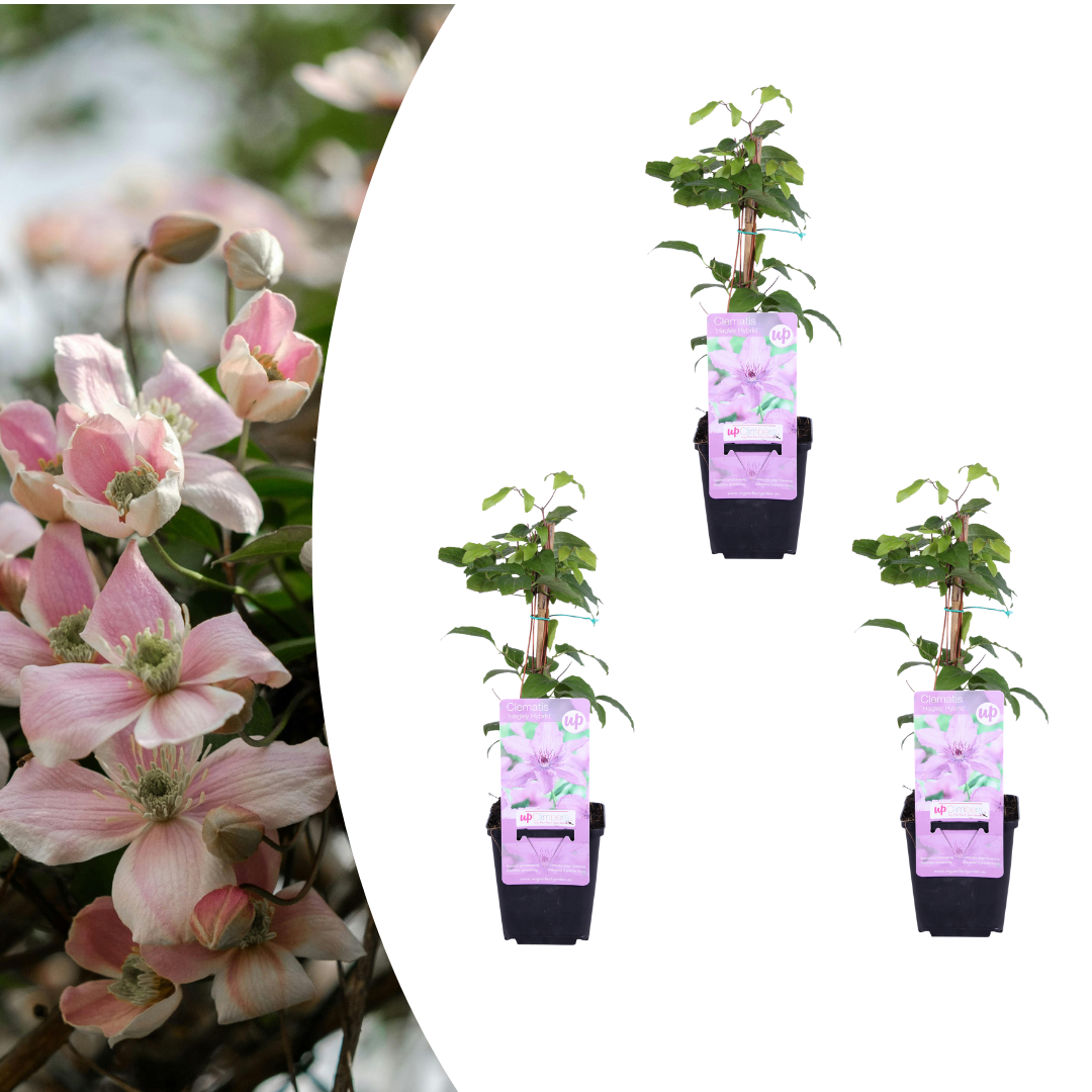 Clematis 'Hagley Hybrid' – Rosa – P9 Topf