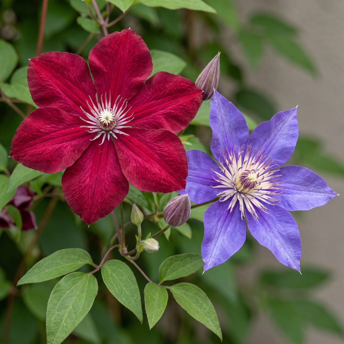 Waldrebe 'Blau & Rot' – Clematis – Topf Ø9cm – Ansicht 3