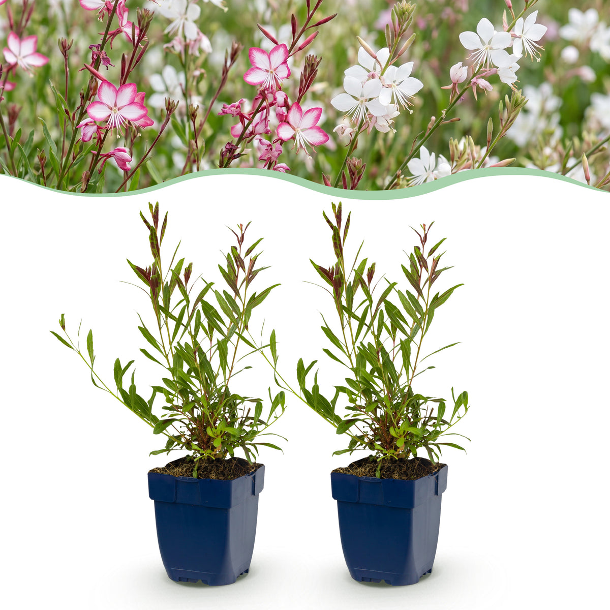 Prachtkerze 'Gaura Duo' – Rosa-Weiß – Topf Ø11cm