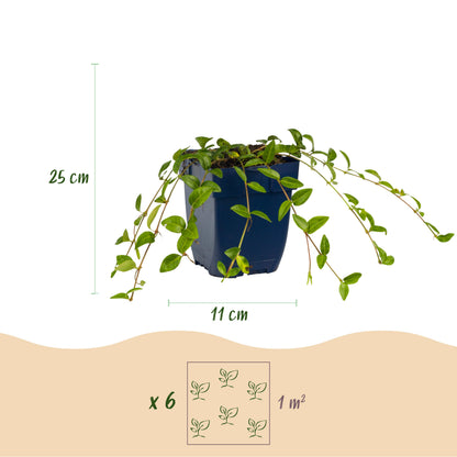 Immergrün 'Vinca minor' – Blau – Topf Ø11cm – Ansicht 3