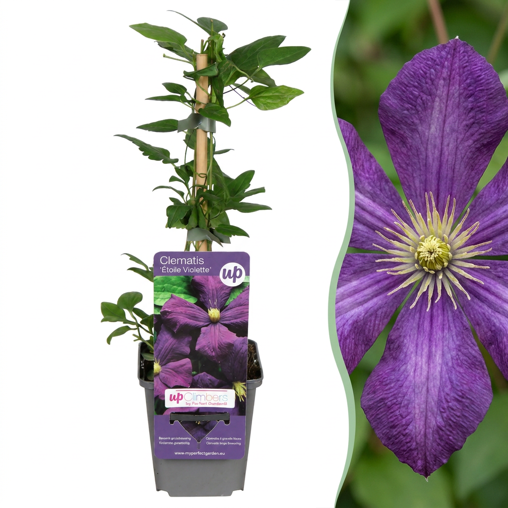 Clematis 'Étoile Violette' – Lila – Topf Ø9cm