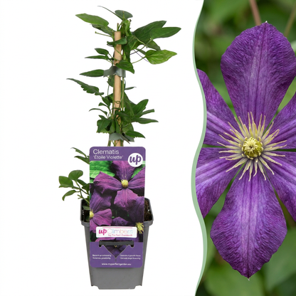 Clematis 'Étoile Violette' – Lila – Topf Ø9cm