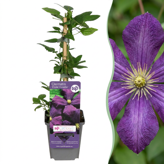 Clematis 'Étoile Violette' – Lila – Topf Ø9cm