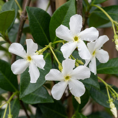 Sternjasmin – Trachelospermum jasminoides – Weiß – Ø9cm – Ansicht 3