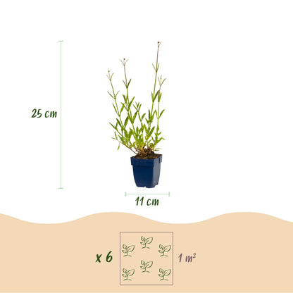 Eisenkraut 'Verbena bonariensis' – Lila – Topf Ø11cm – Ansicht 3
