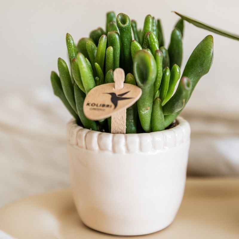 Sukkulente Crassula Hobbit – Ø6cm – Ansicht 2