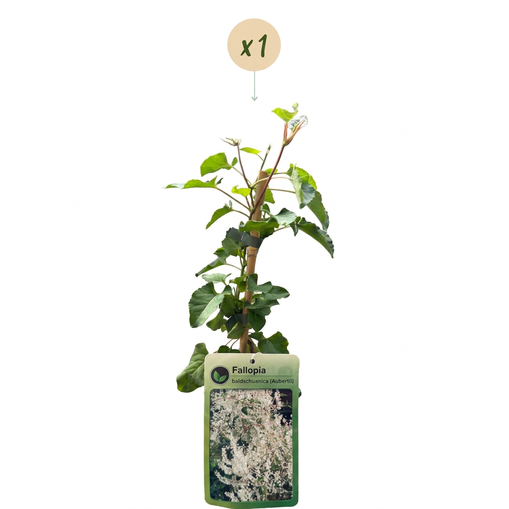 Schlingknöterich 'Fallopia aubertii' – Weiß, Ø9cm, ↕35cm – Ansicht 2