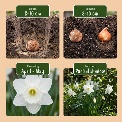 Narzisse-Mix 'Botanical White' – Ansicht 4